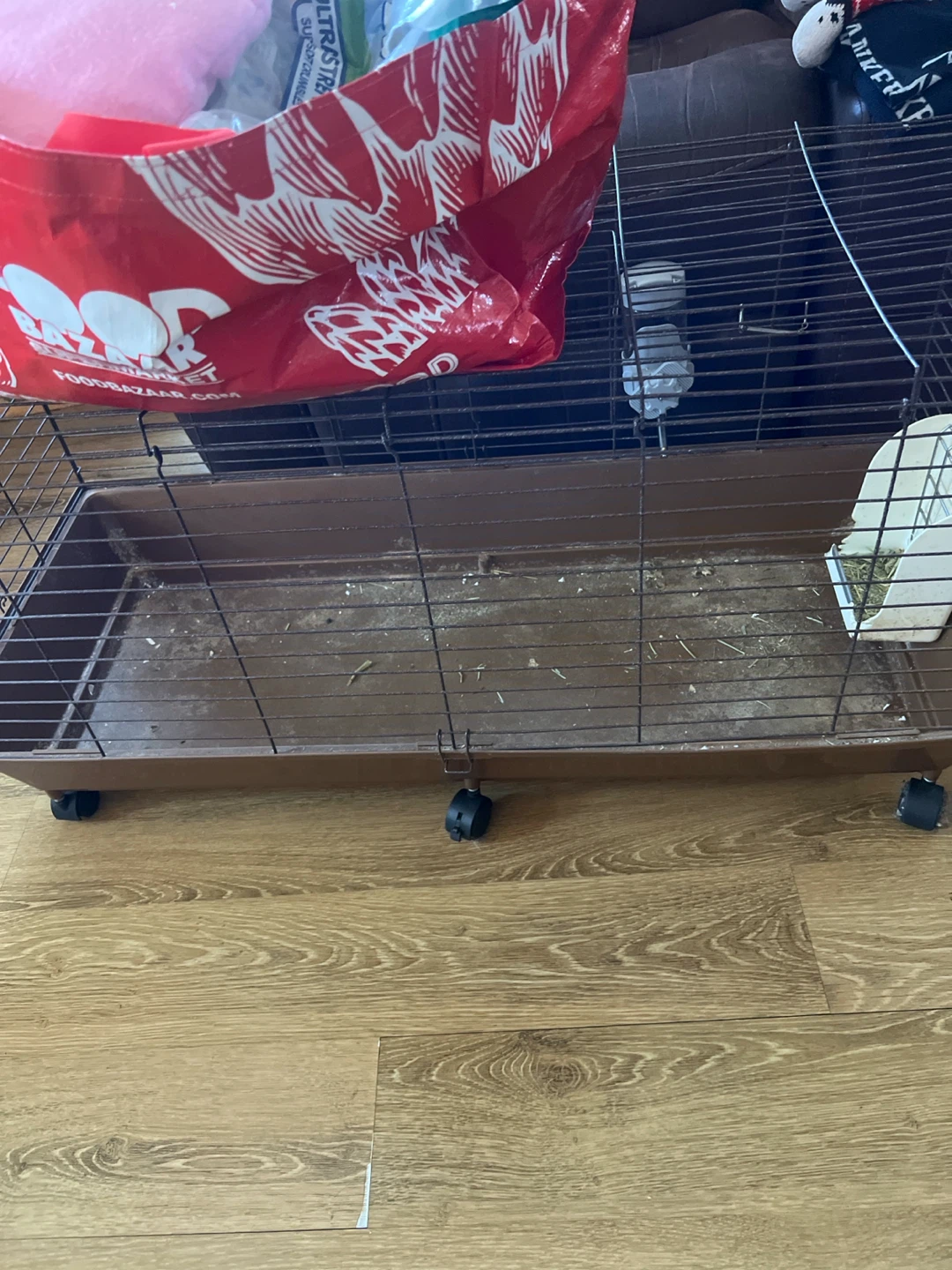 Free food and cage for Guinea pig - photo 2