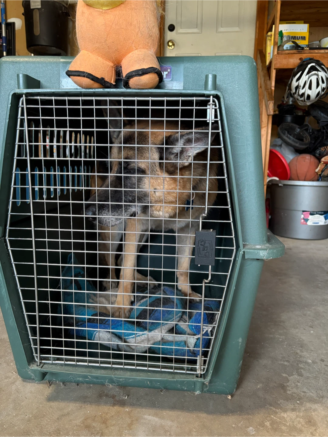 Petmate Large Dog Kennel