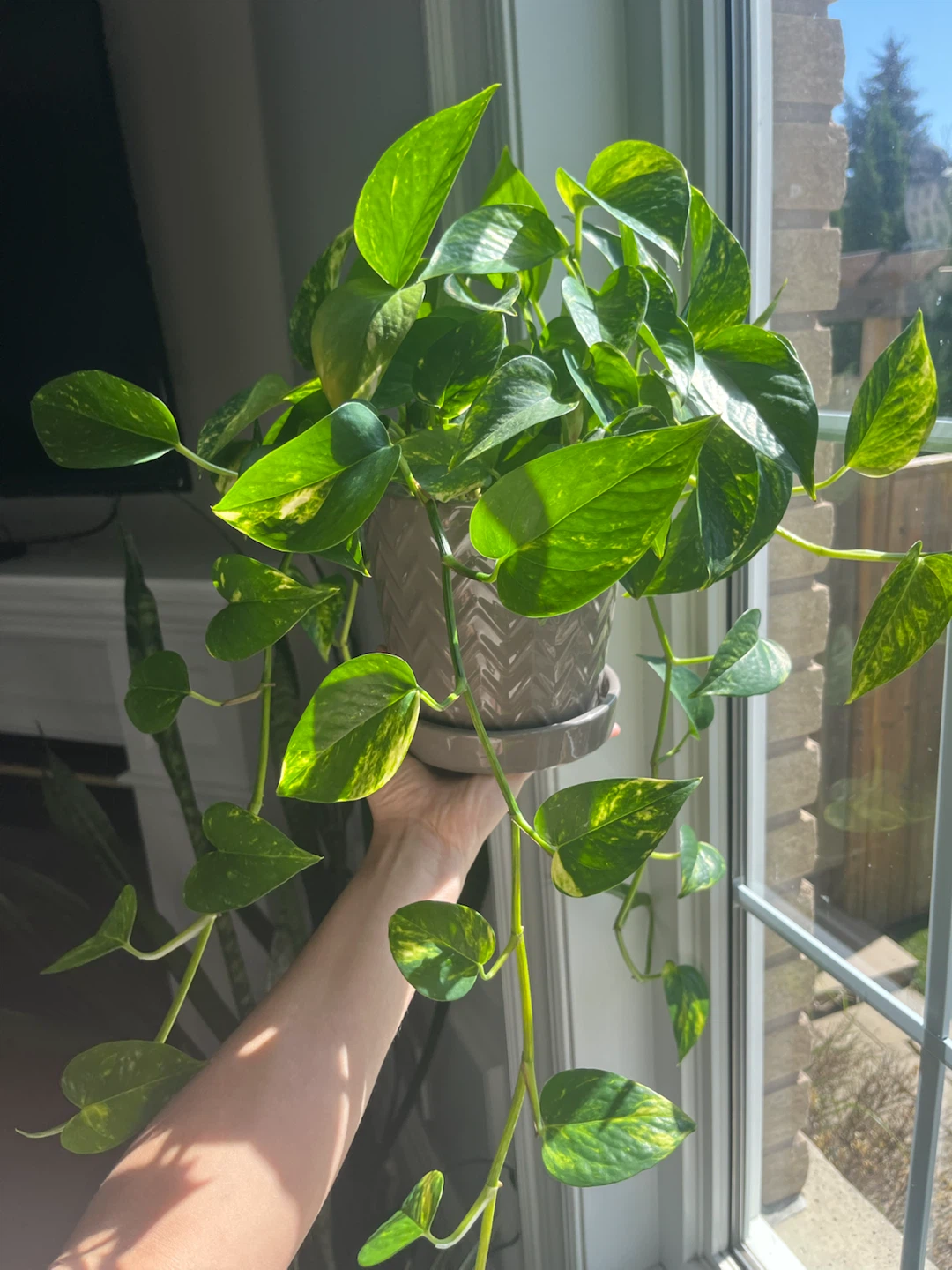 Pothos variegated Plant in Grey Pot - photo 2