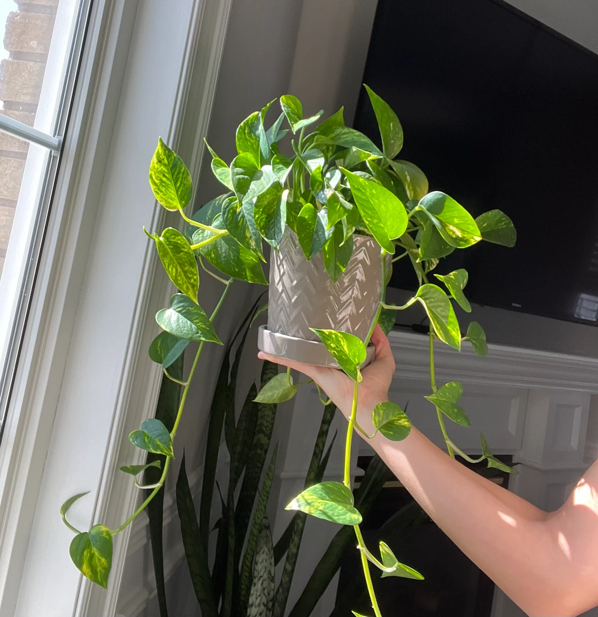 Pothos variegated Plant in Grey Pot - photo 3