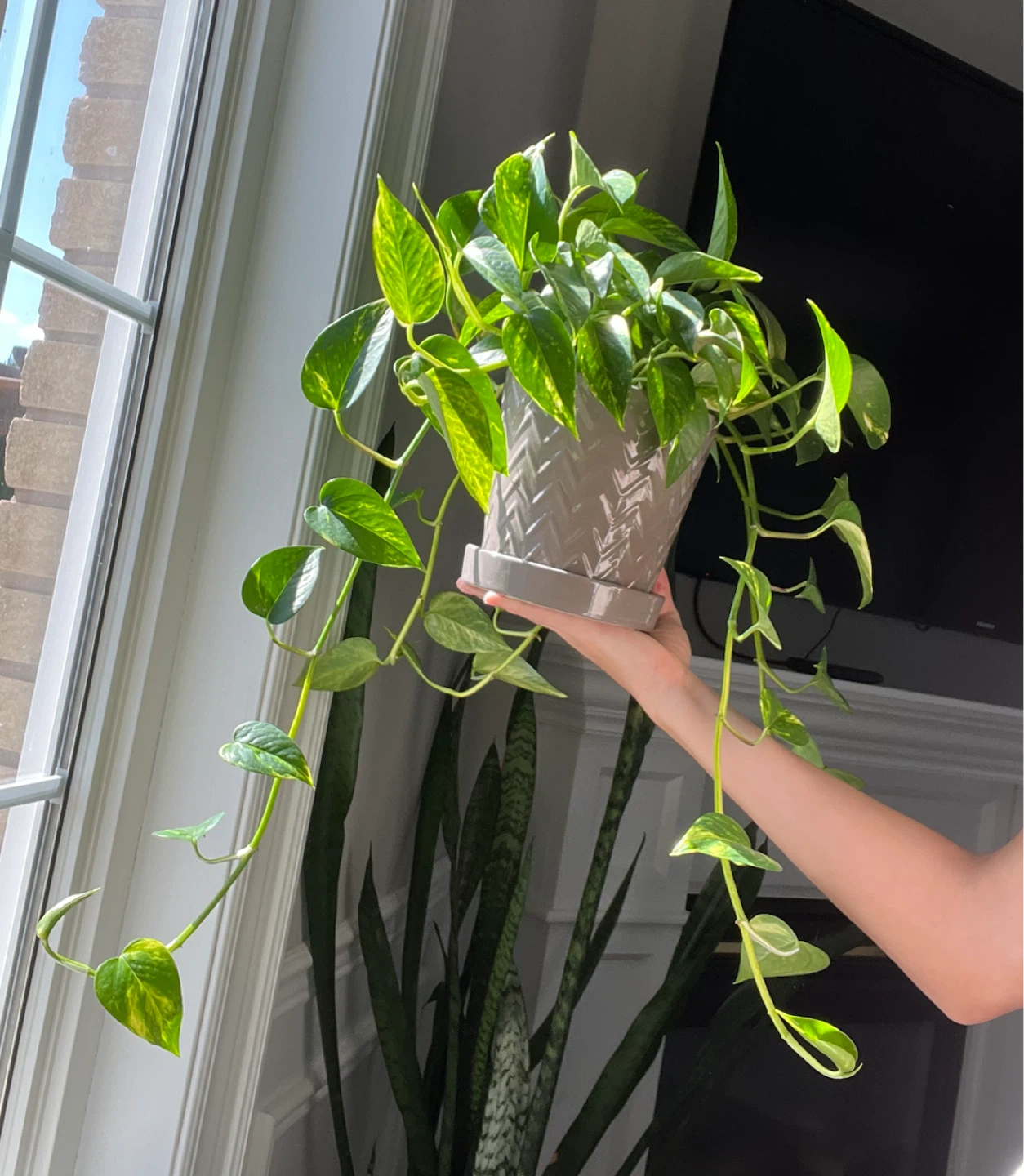 Pothos variegated Plant in Grey Pot