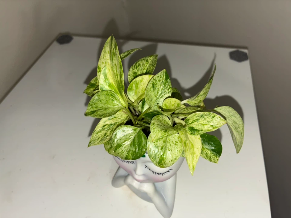 Snow Queen Pothos in Face Planter - photo 2