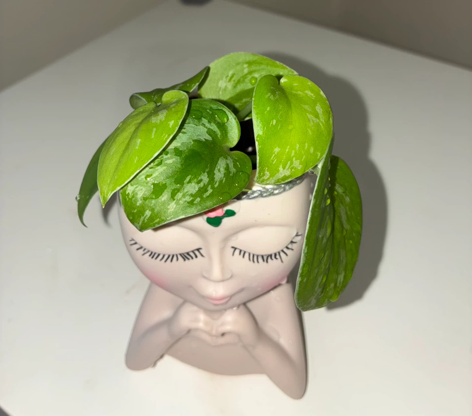 Scindapsus in Decorative Face Planter