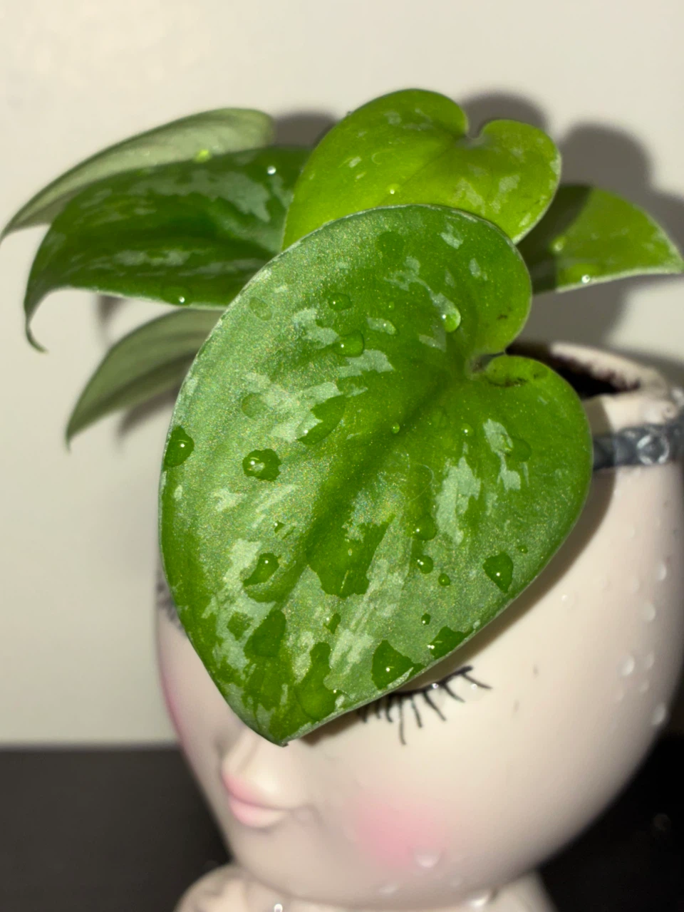 Scindapsus in Decorative Face Planter - photo 2