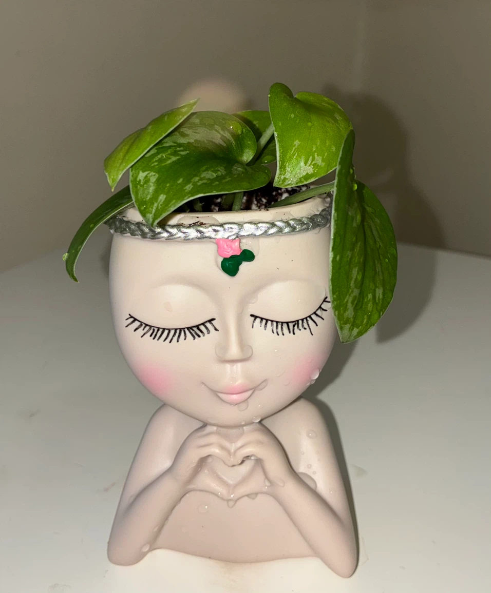 Scindapsus in Decorative Face Planter - photo 3