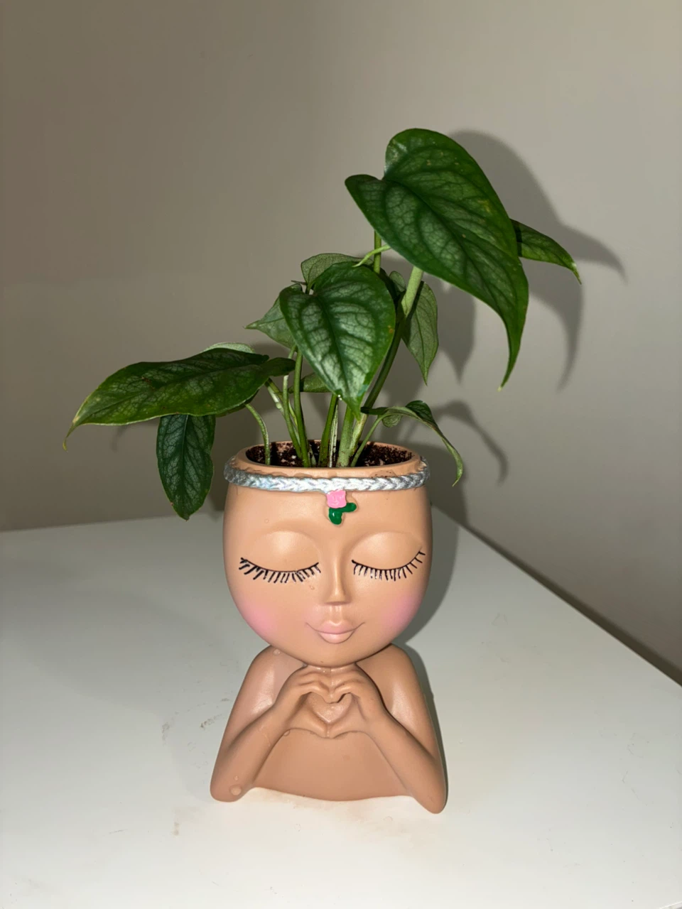 Monstera Siltepecana in Face Planter