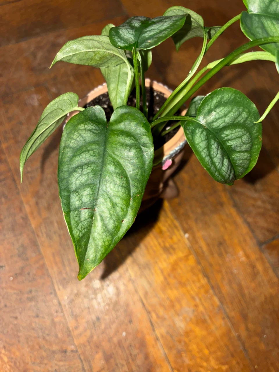 Monstera Siltepecana in Face Planter - photo 2