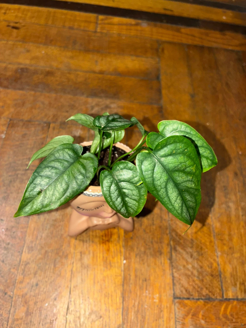 Monstera Siltepecana in Face Planter - photo 3