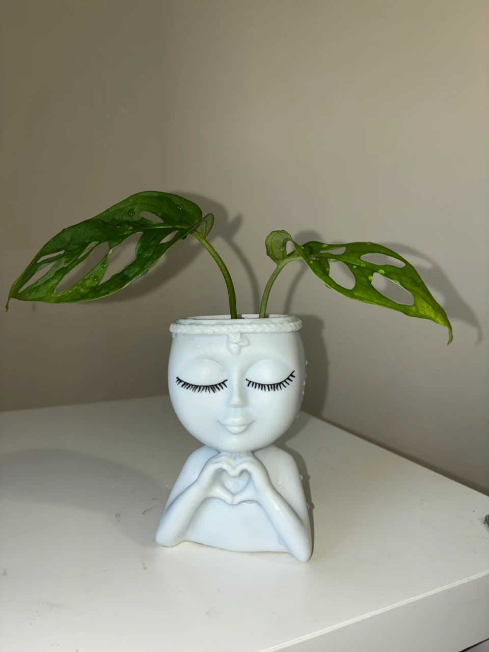 Monstera Adansonii in Decorative Face Planter