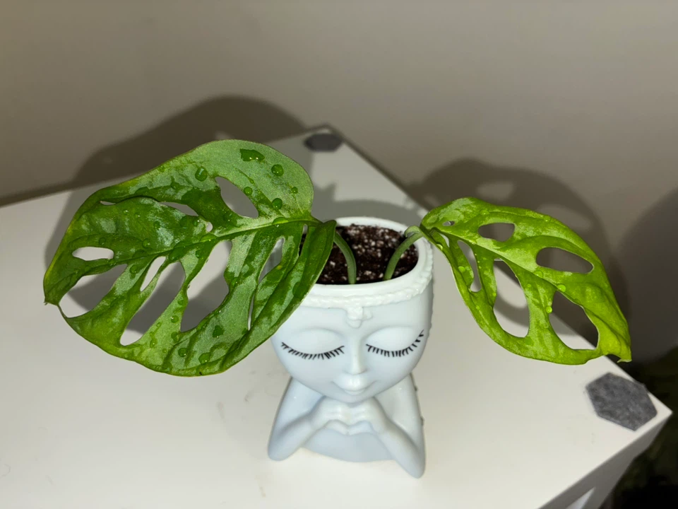 Monstera Adansonii in Decorative Face Planter - photo 2