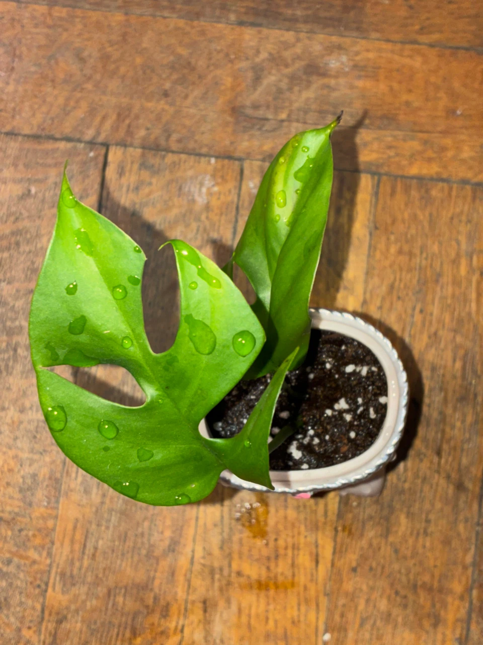 Rhaphidophora Tetrasperma in Decorative Face Planter