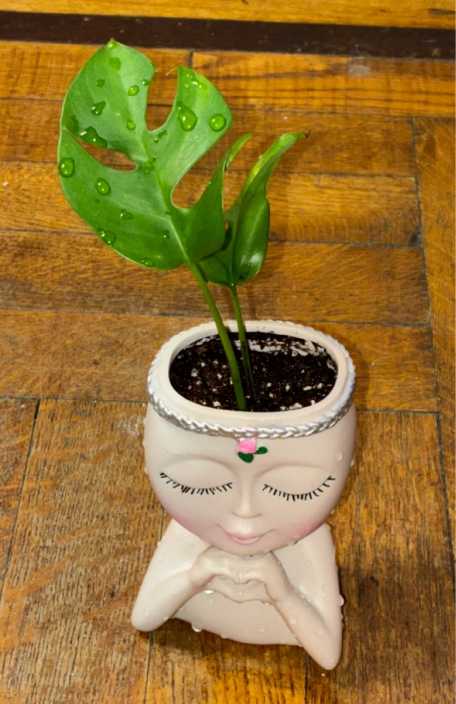 Rhaphidophora Tetrasperma in Decorative Face Planter - photo 2