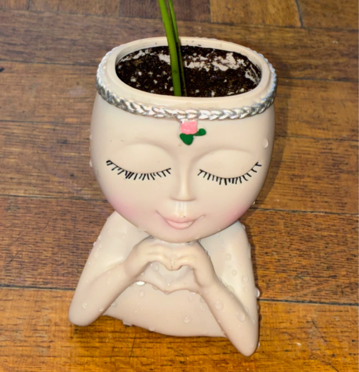 Rhaphidophora Tetrasperma in Decorative Face Planter - photo 3