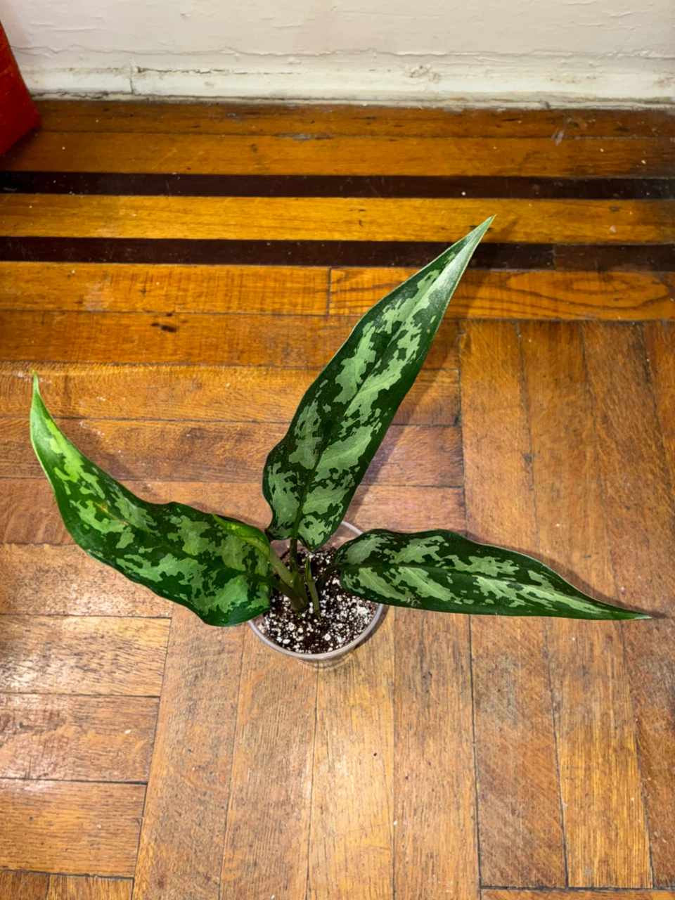 Emerald Aglaonema Chinese Evergreen Plant