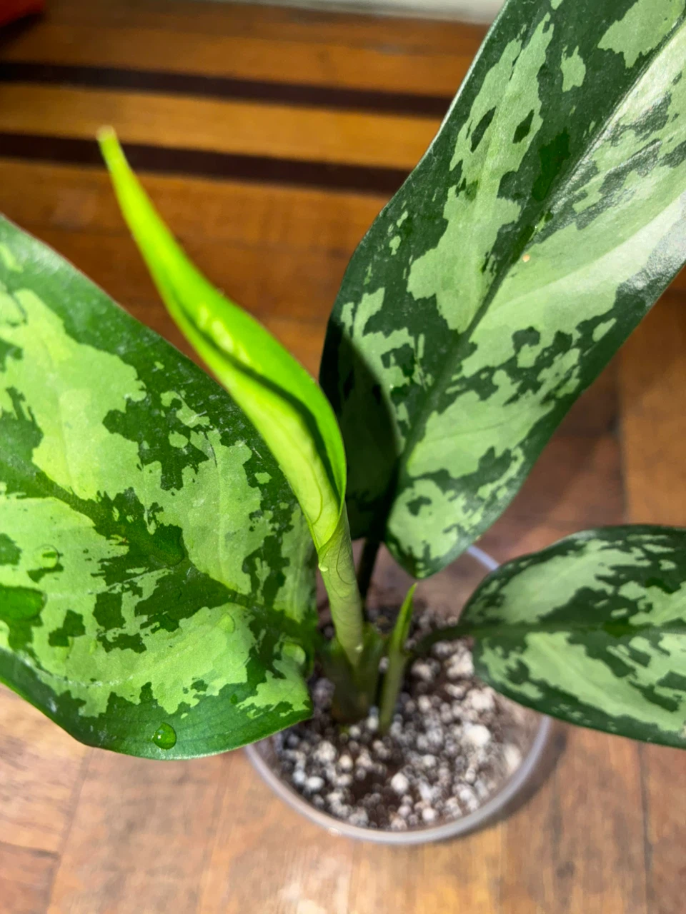Emerald Aglaonema Chinese Evergreen Plant - photo 2