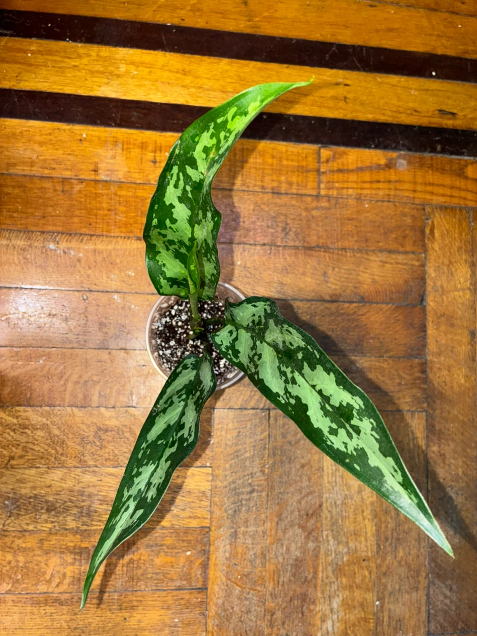Emerald Aglaonema Chinese Evergreen Plant - photo 3