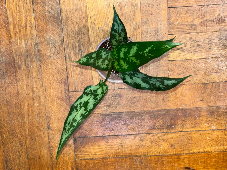 Emerald Aglaonema Silver Bay Plant