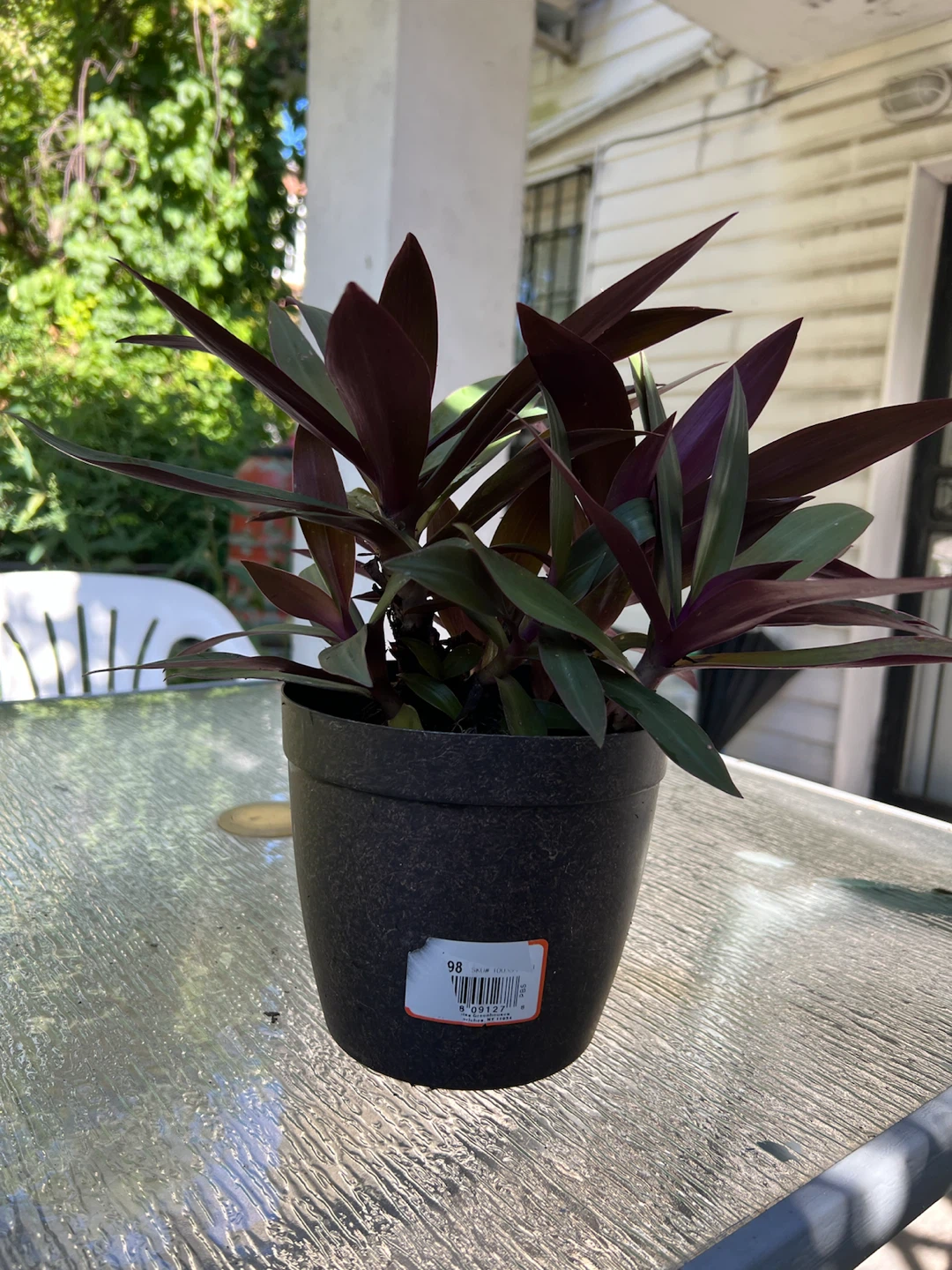 Aged Tradescantia spathacea plant