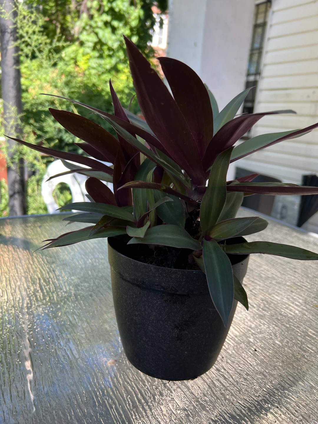 Aged Tradescantia spathacea plant - photo 2