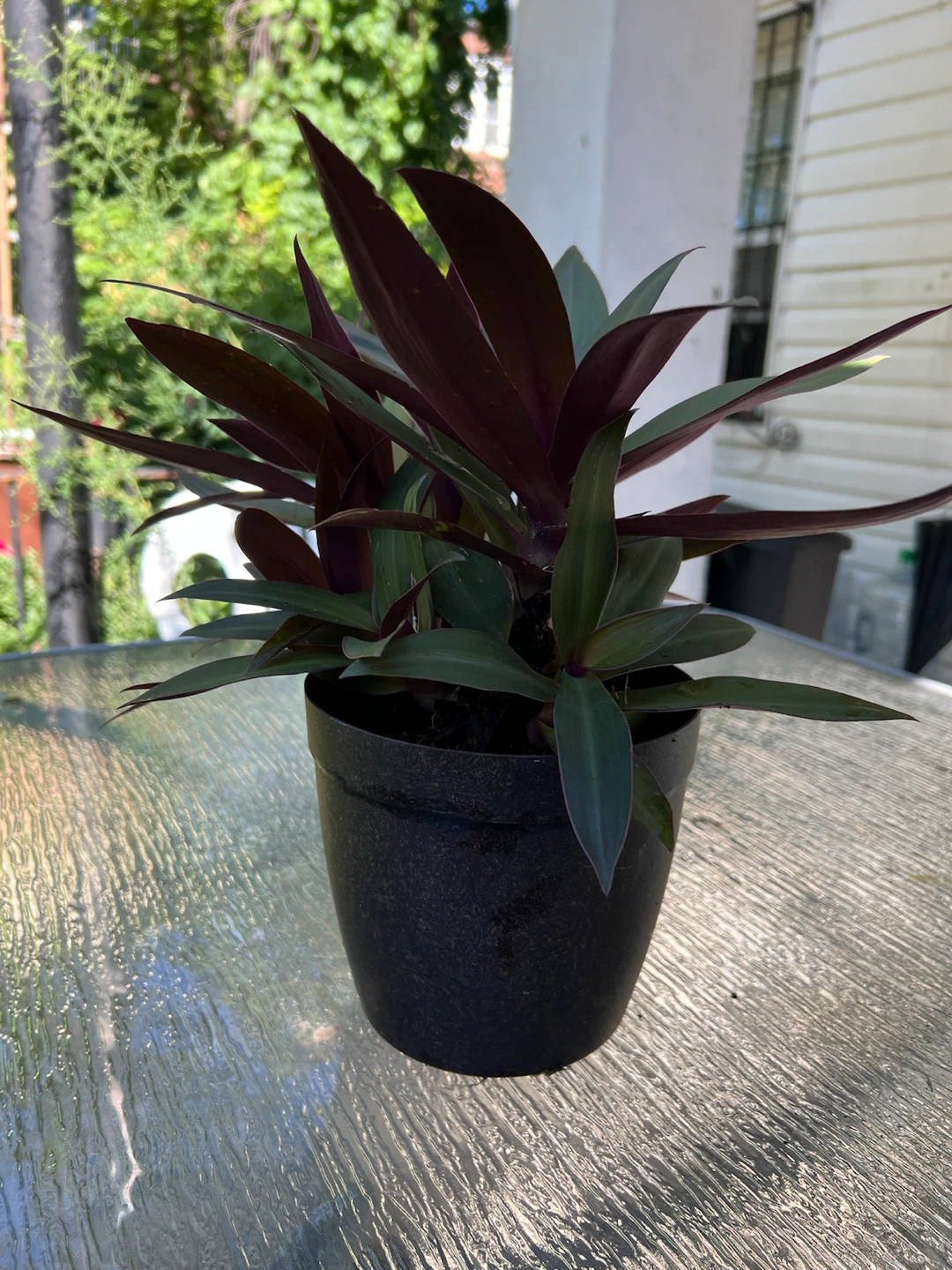 Aged Tradescantia spathacea plant - photo 3