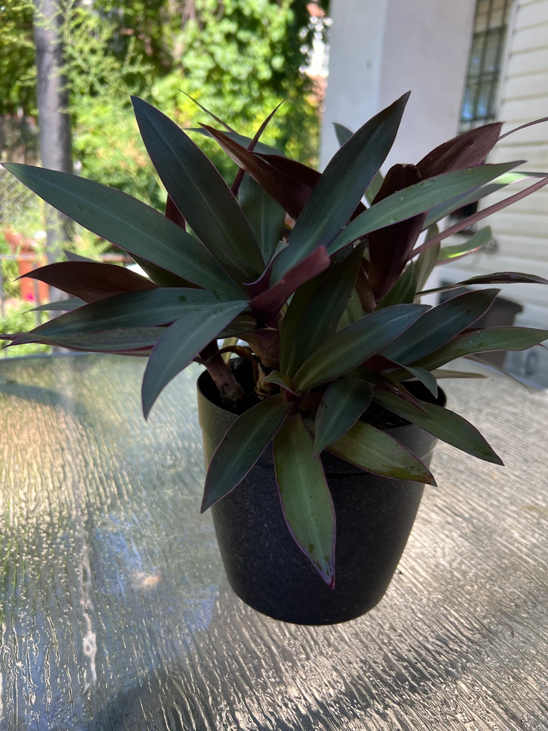 Aged Tradescantia spathacea plant - photo 4