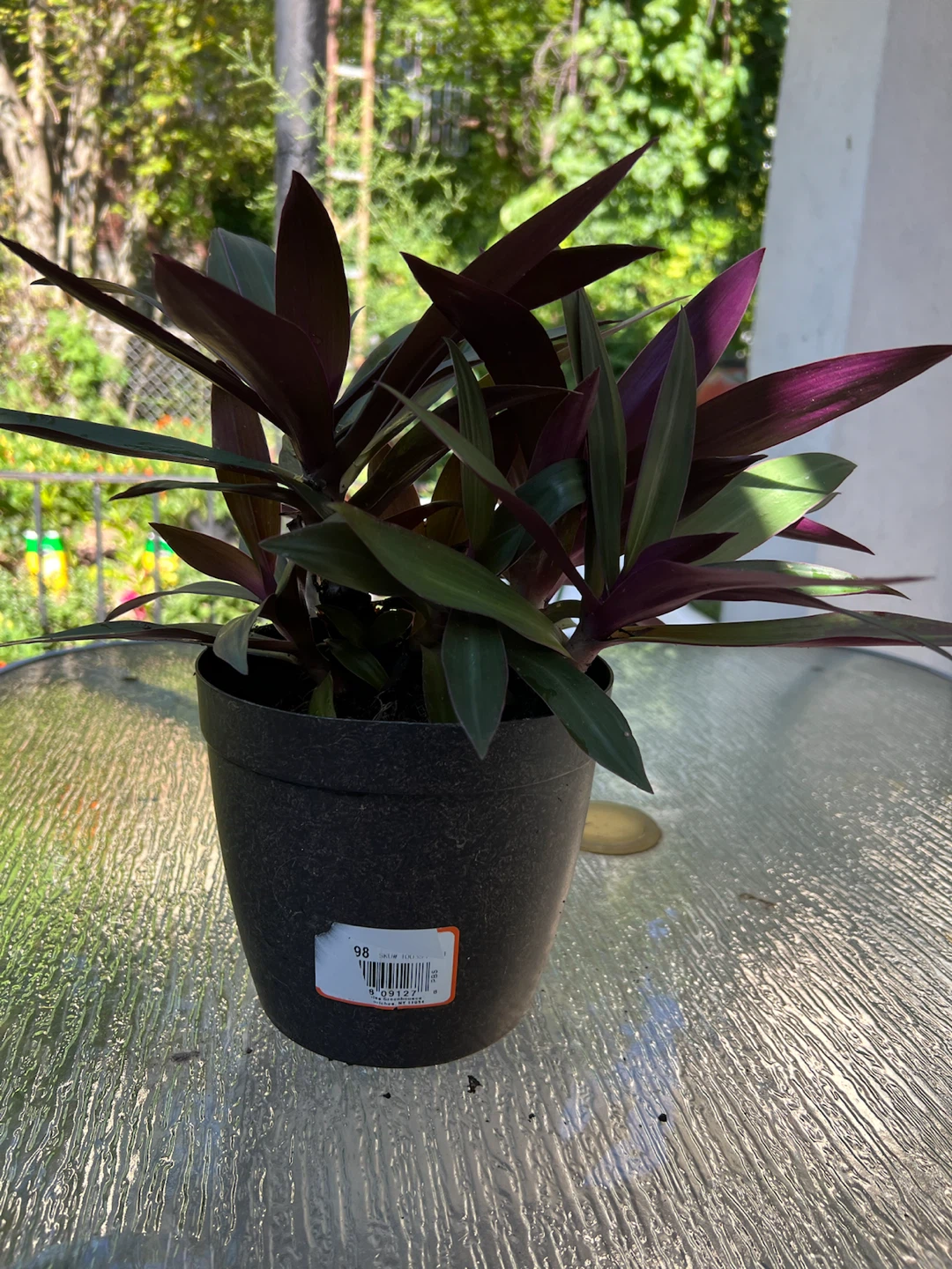 Aged Tradescantia spathacea plant - photo 5