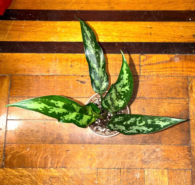 Emerald Aglaonema Chinese Evergreen Plant