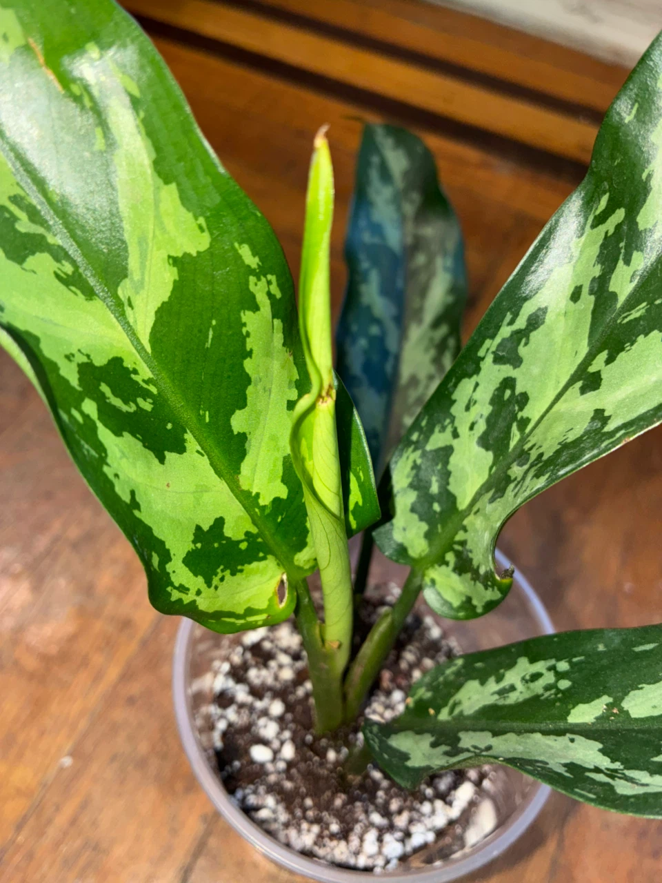 Emerald Aglaonema Chinese Evergreen Plant - photo 2