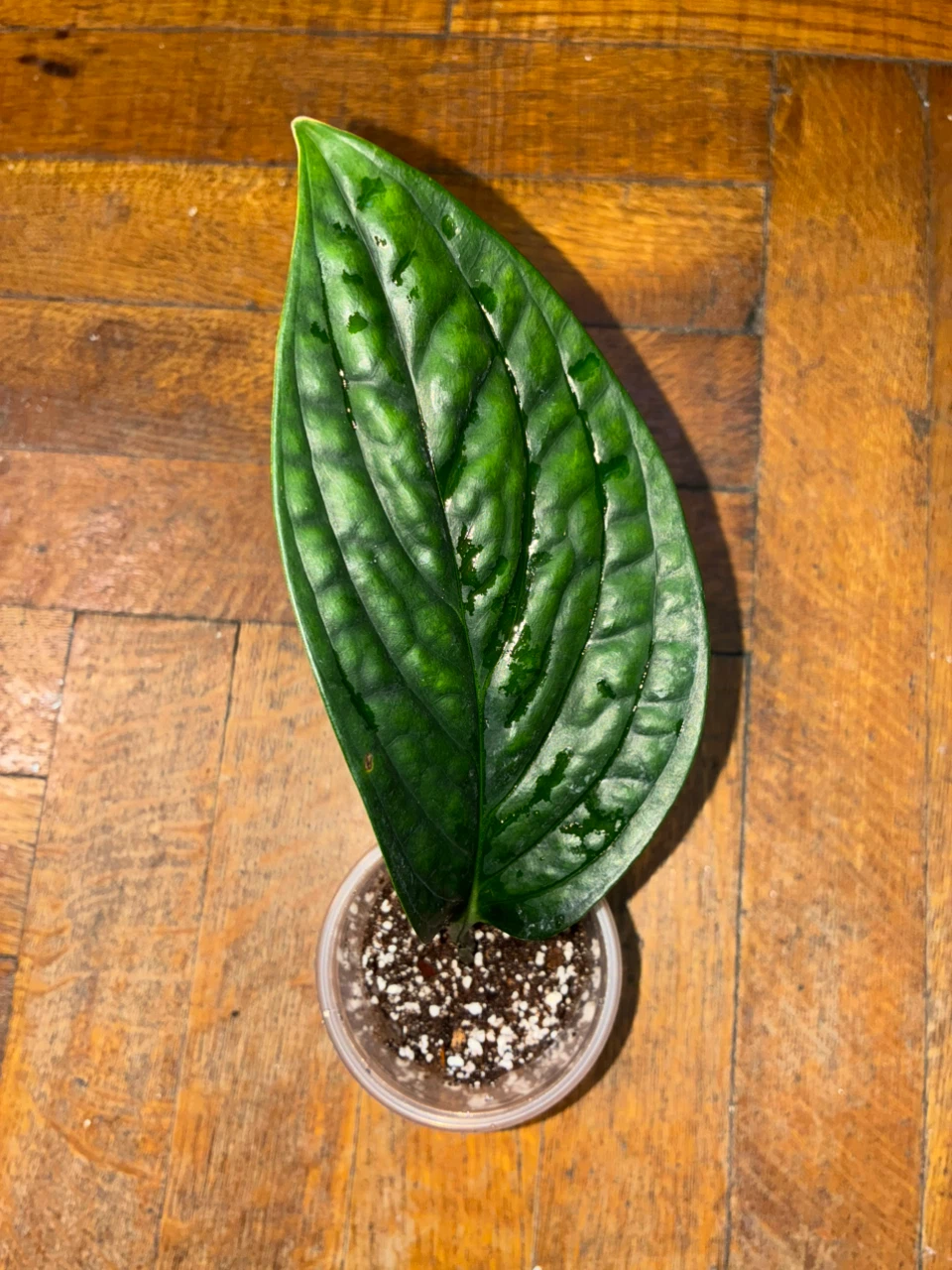 Monstera Karstenianum Peru Cutting