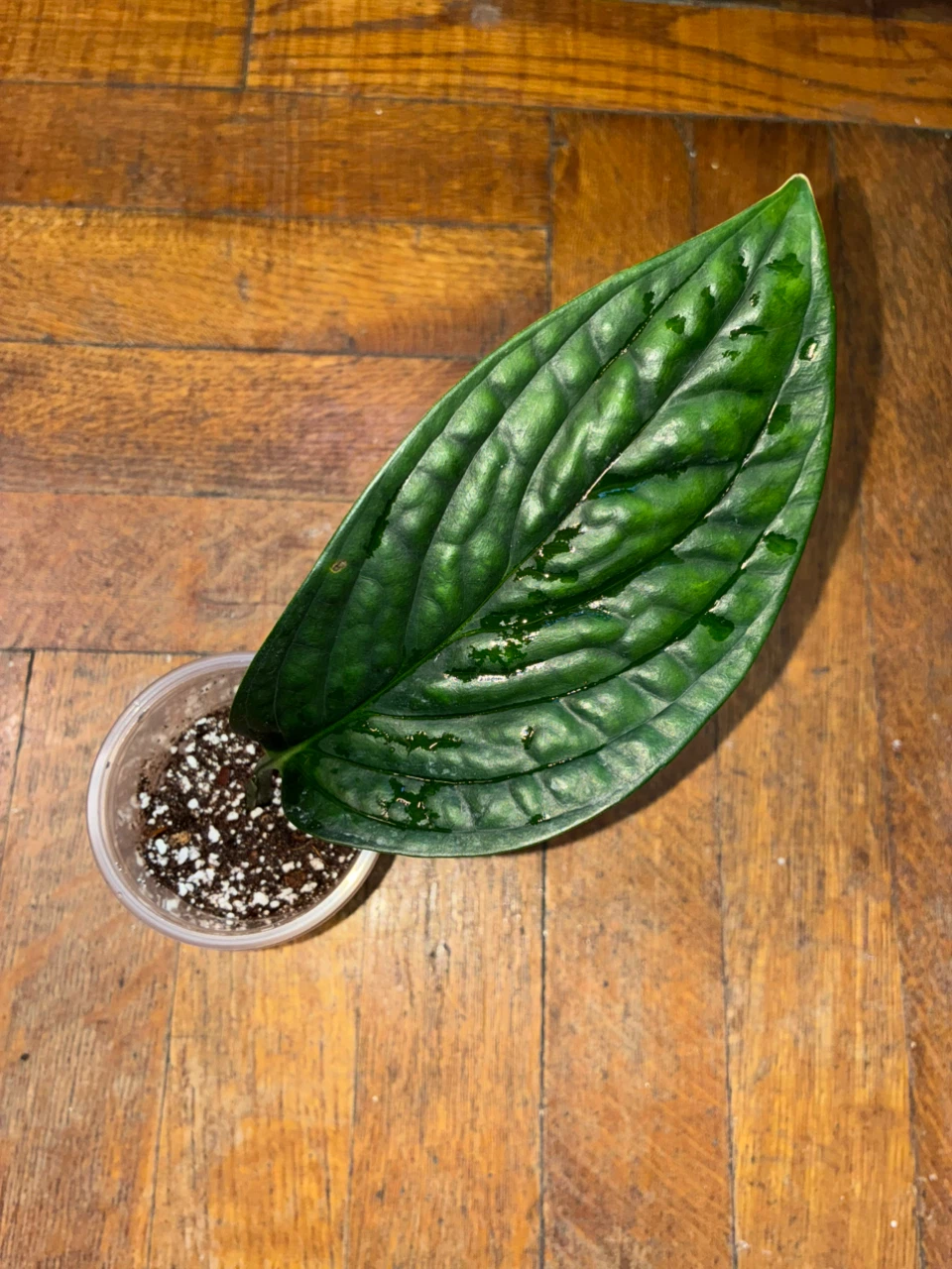 Monstera Karstenianum Peru Cutting - photo 2