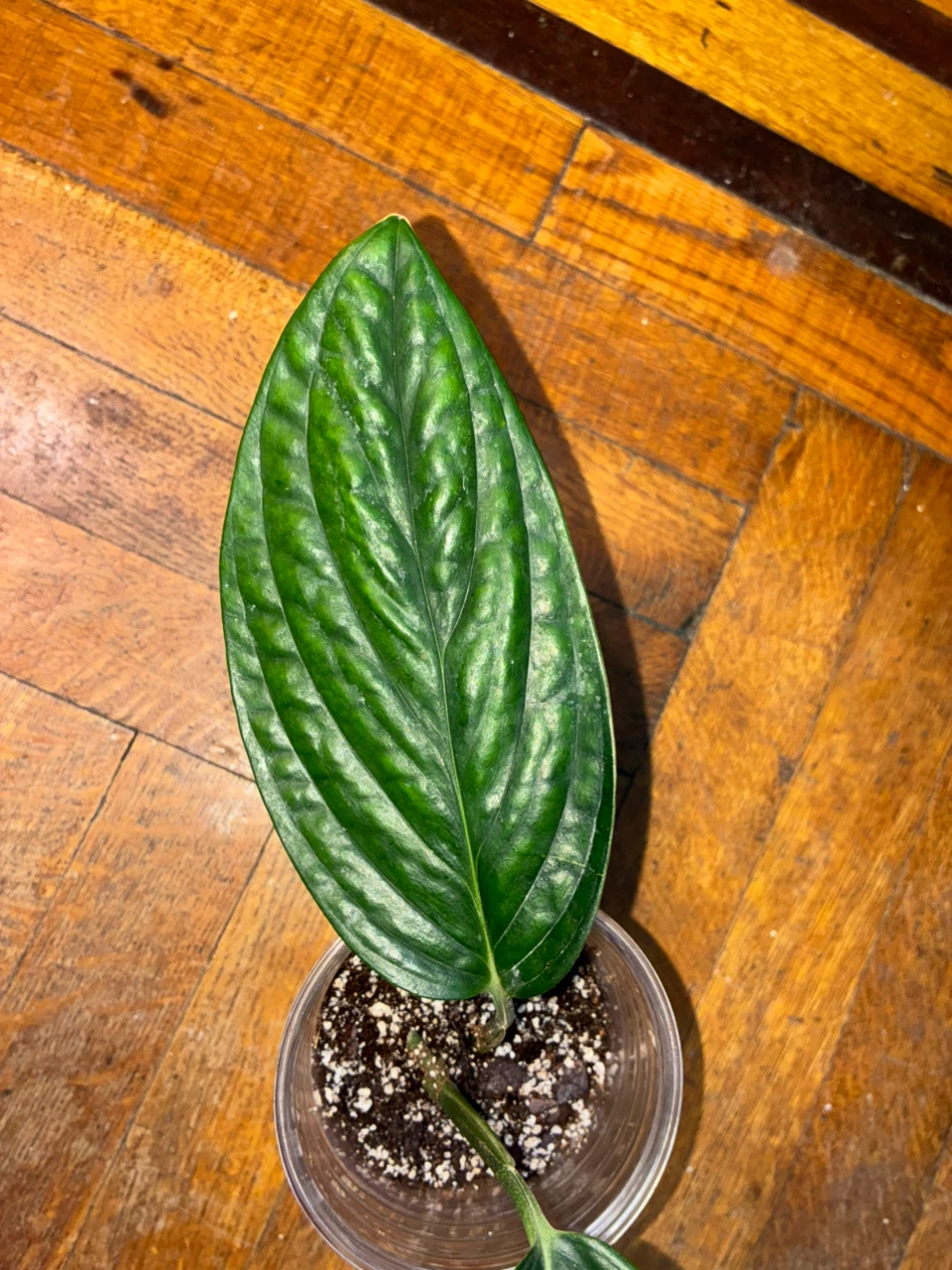 Monstera Karstenianum Houseplant - photo 2