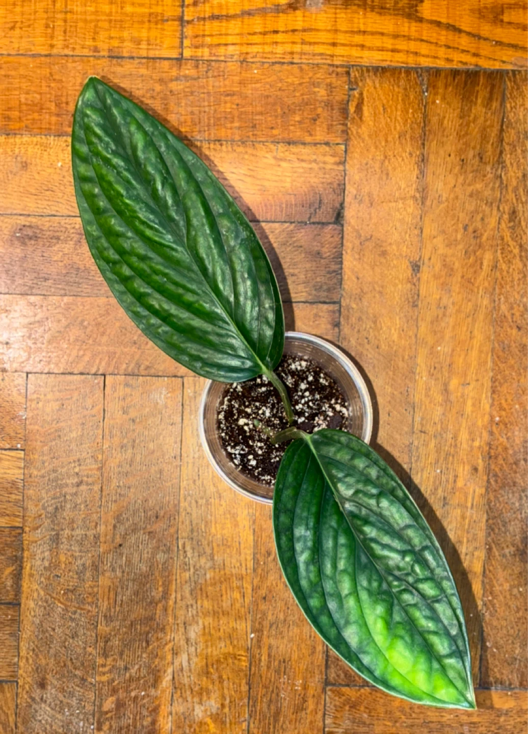 Monstera Karstenianum Houseplant