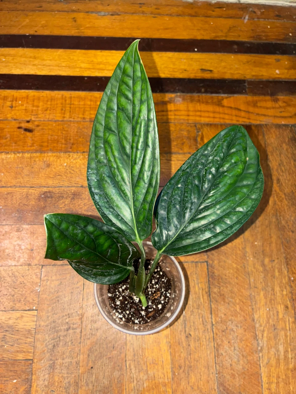 Monstera Peru Houseplant