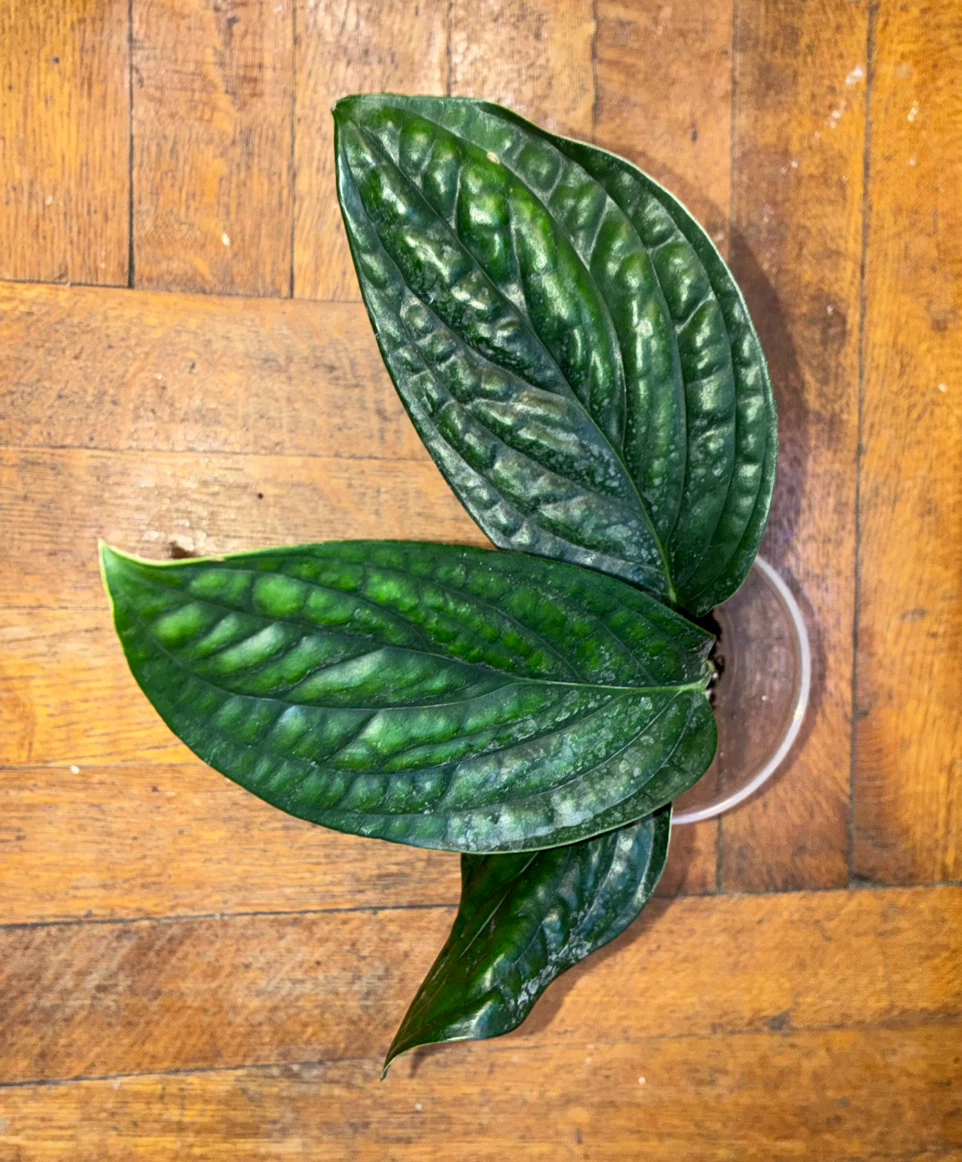 Monstera Peru Houseplant - photo 2