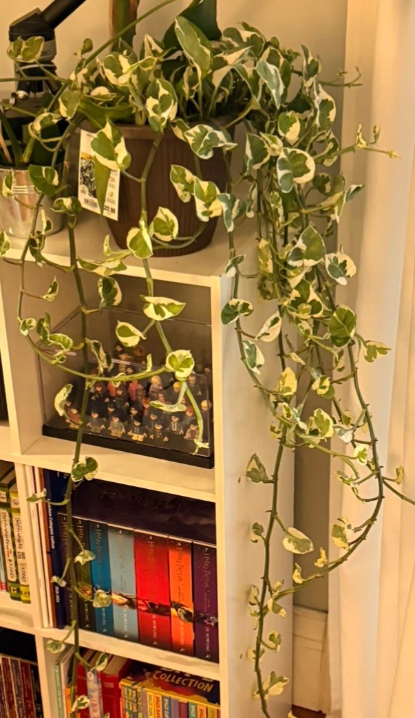 Variegated Pothos Houseplant (CUTTING)