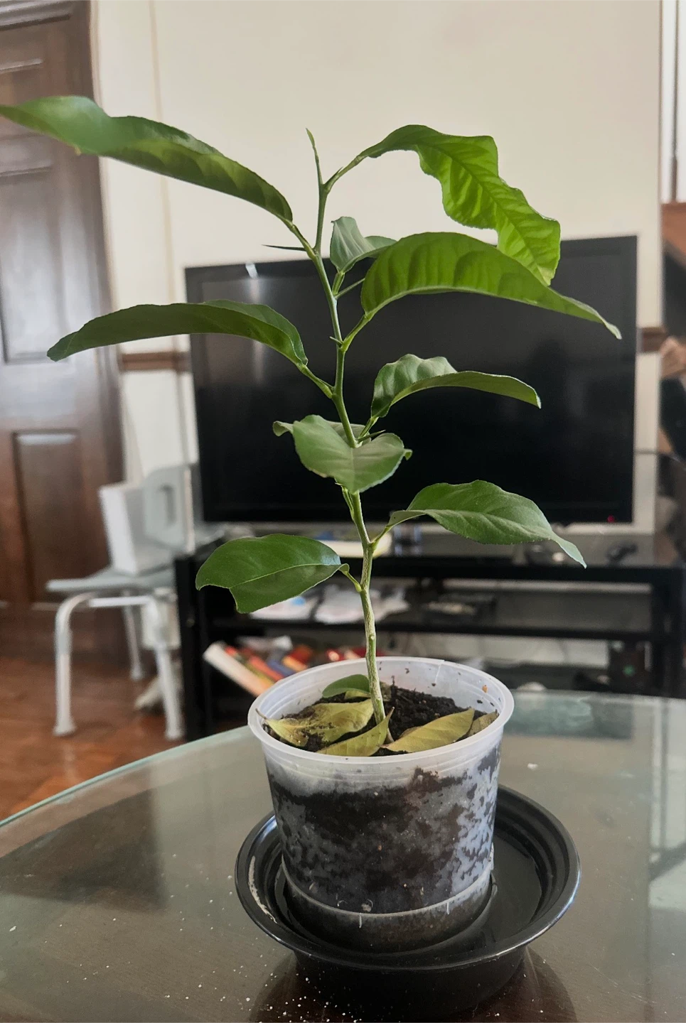 Lemon Trees