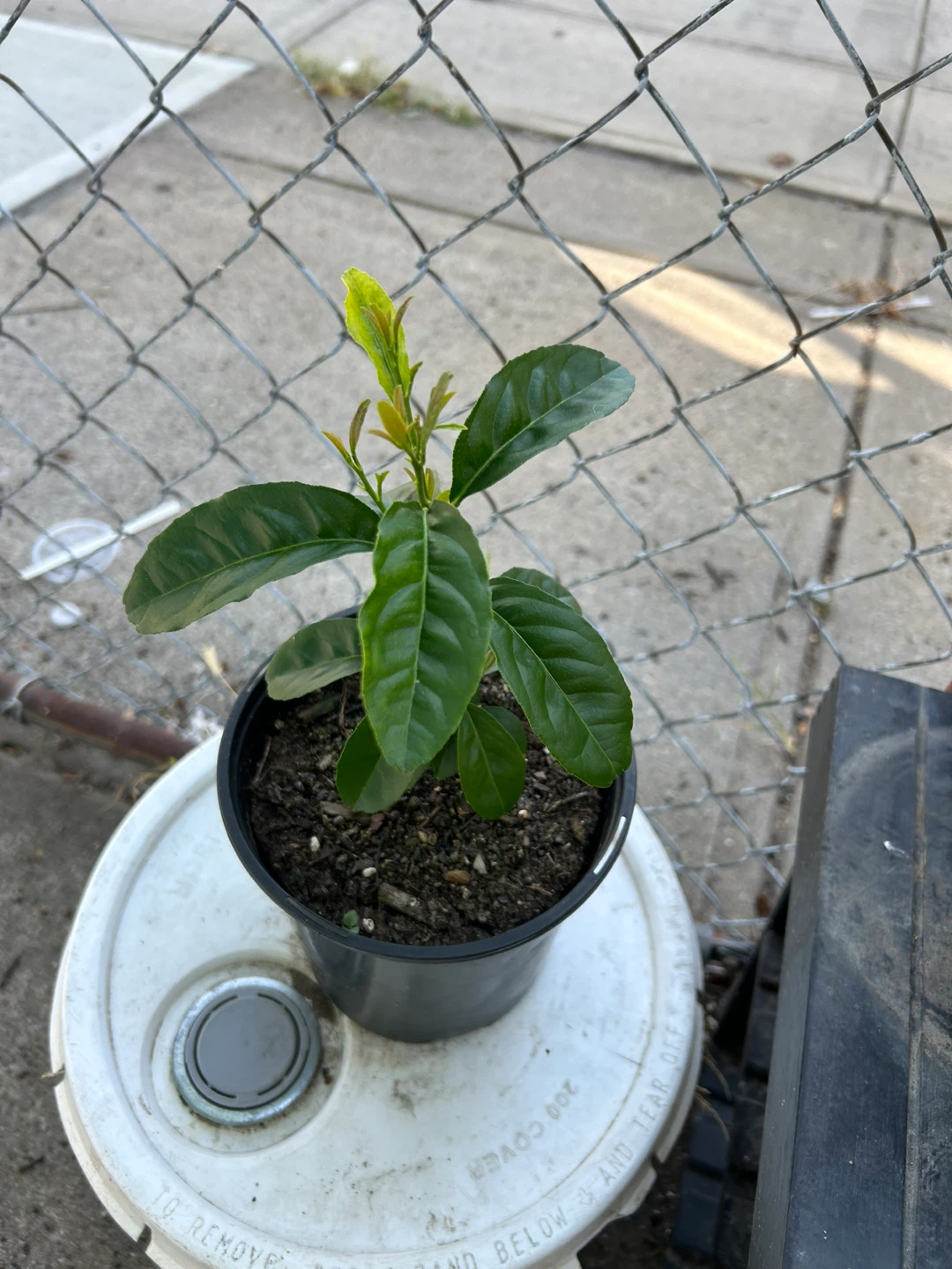 Lemon Trees - photo 2
