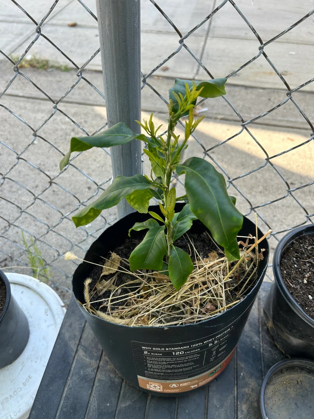 Lemon Trees - photo 3