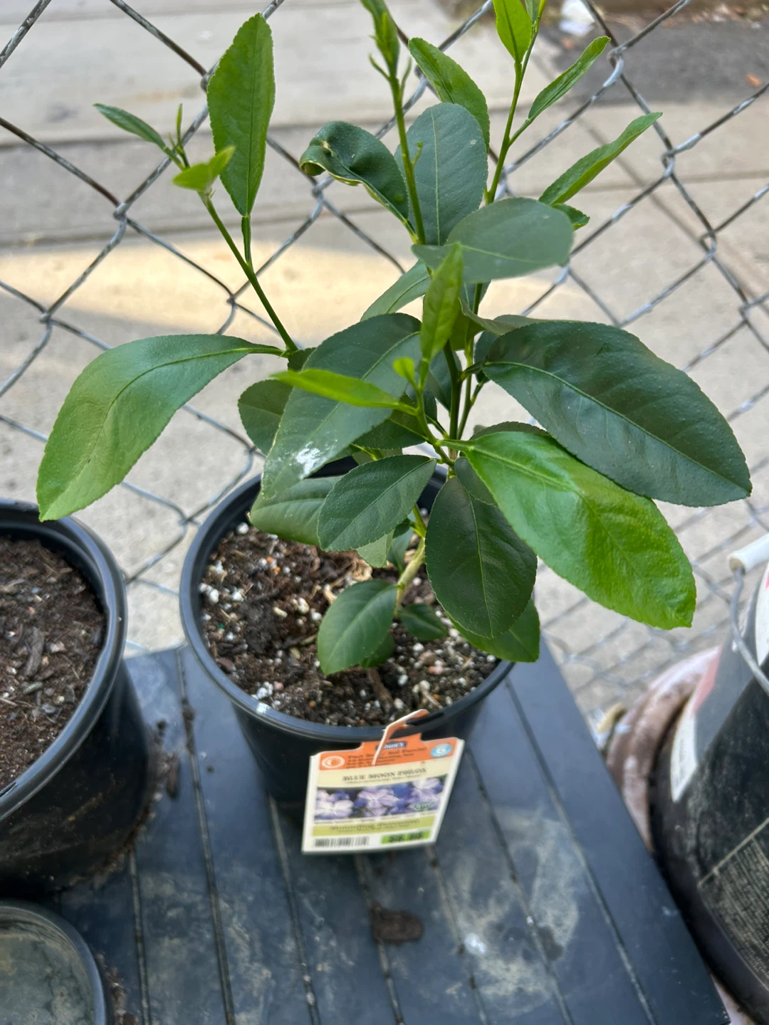 Lemon Trees - photo 4
