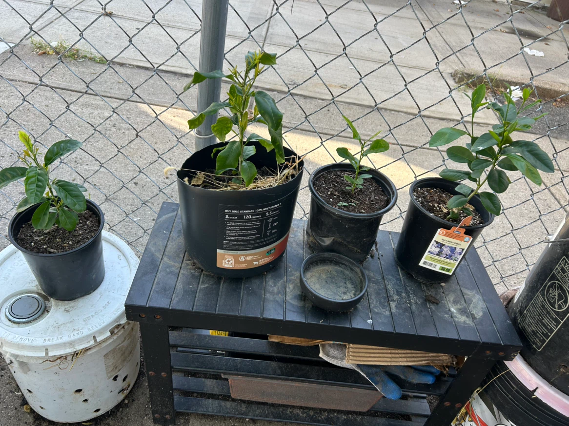Lemon Trees - photo 5