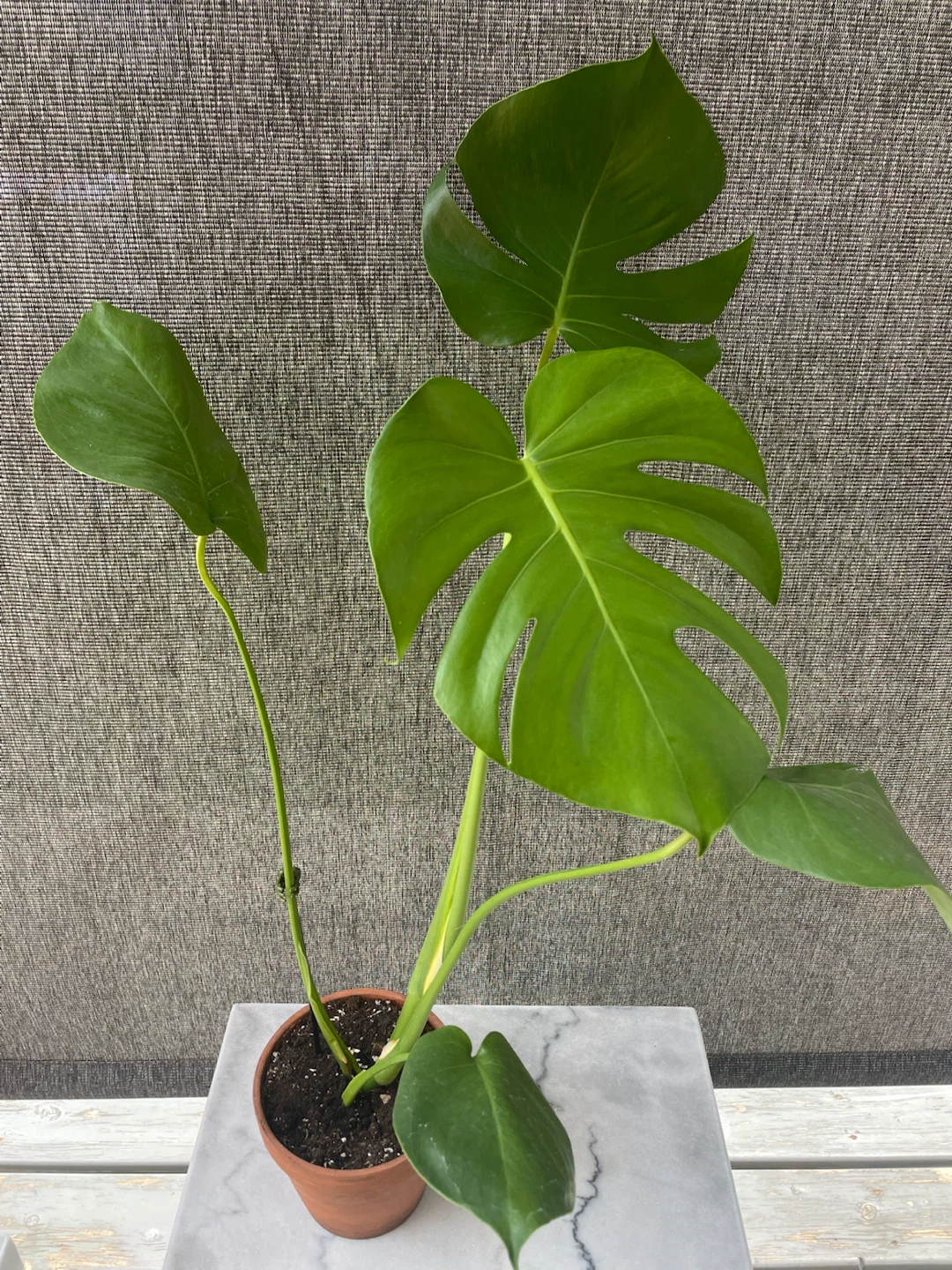Monstera Deliciosa Plant