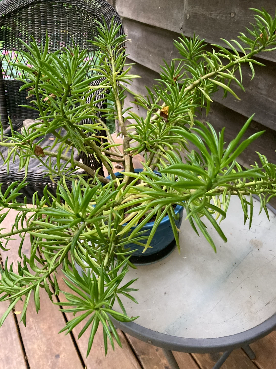Potted Succulent Plant