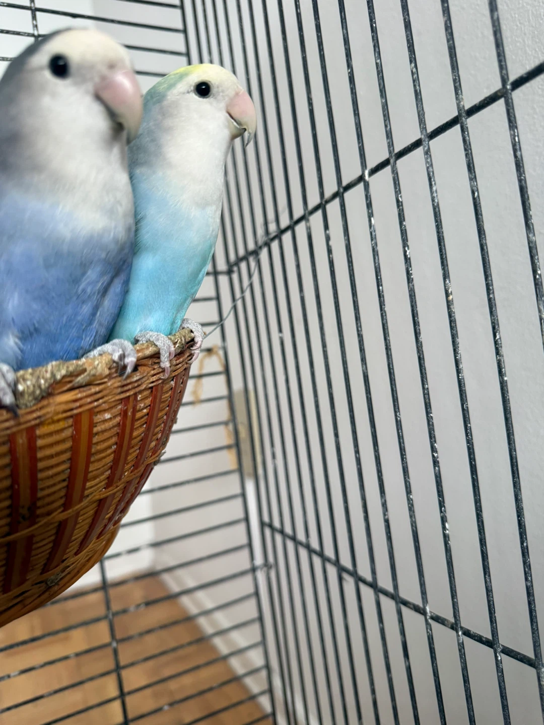 Two Lovebirds with Cage