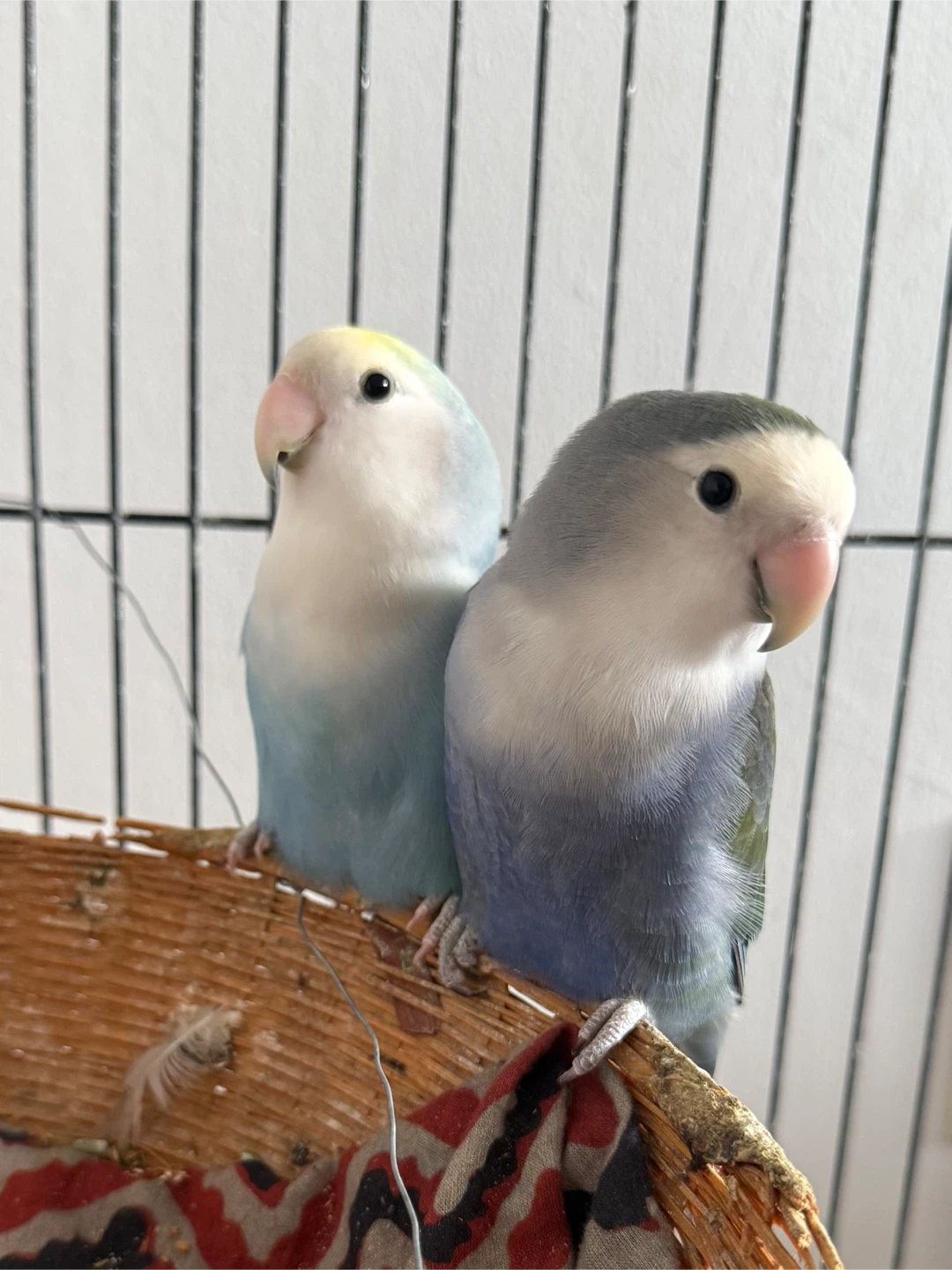 Two Lovebirds with Cage - photo 2