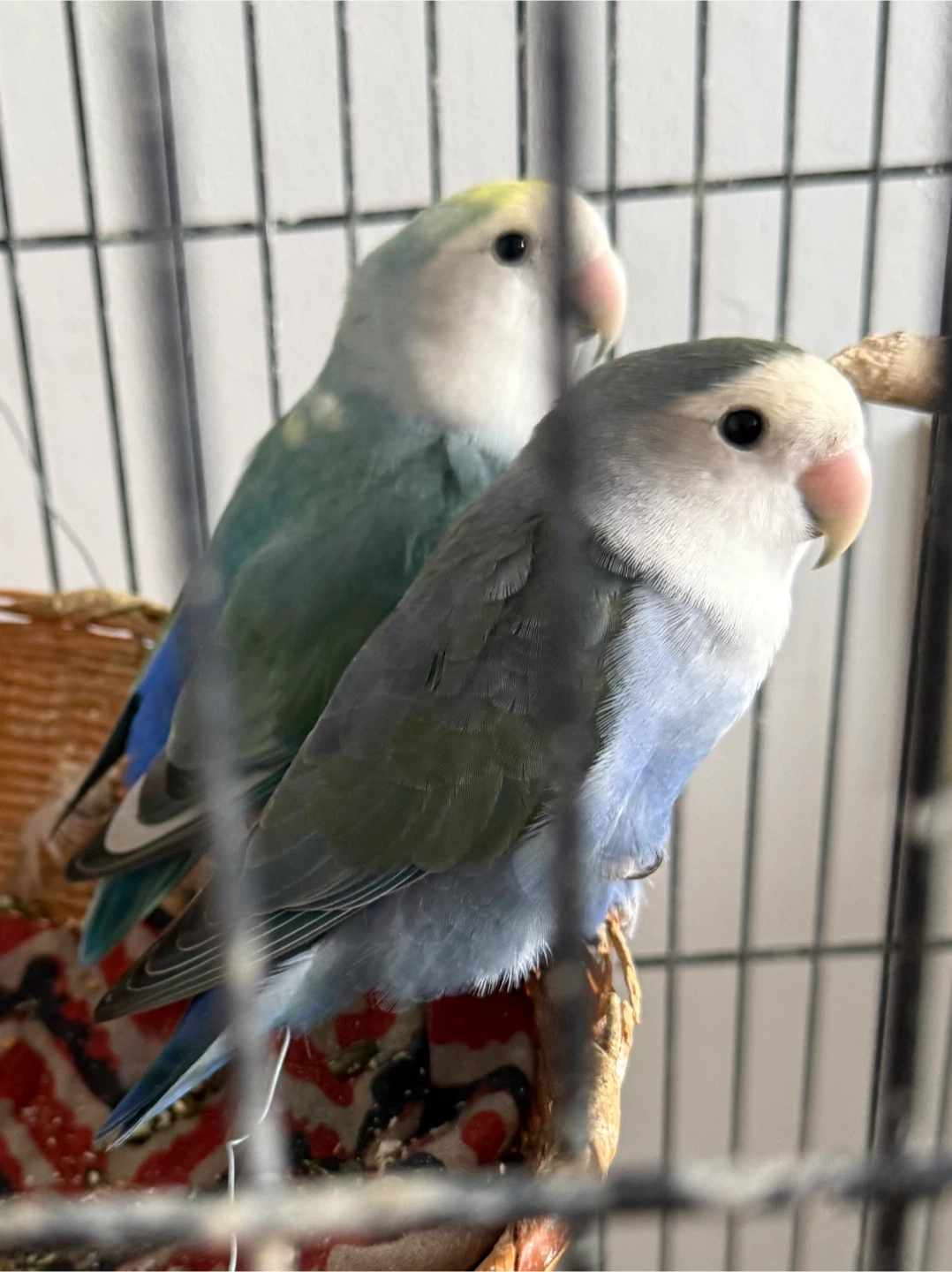 Two Lovebirds with Cage - photo 3