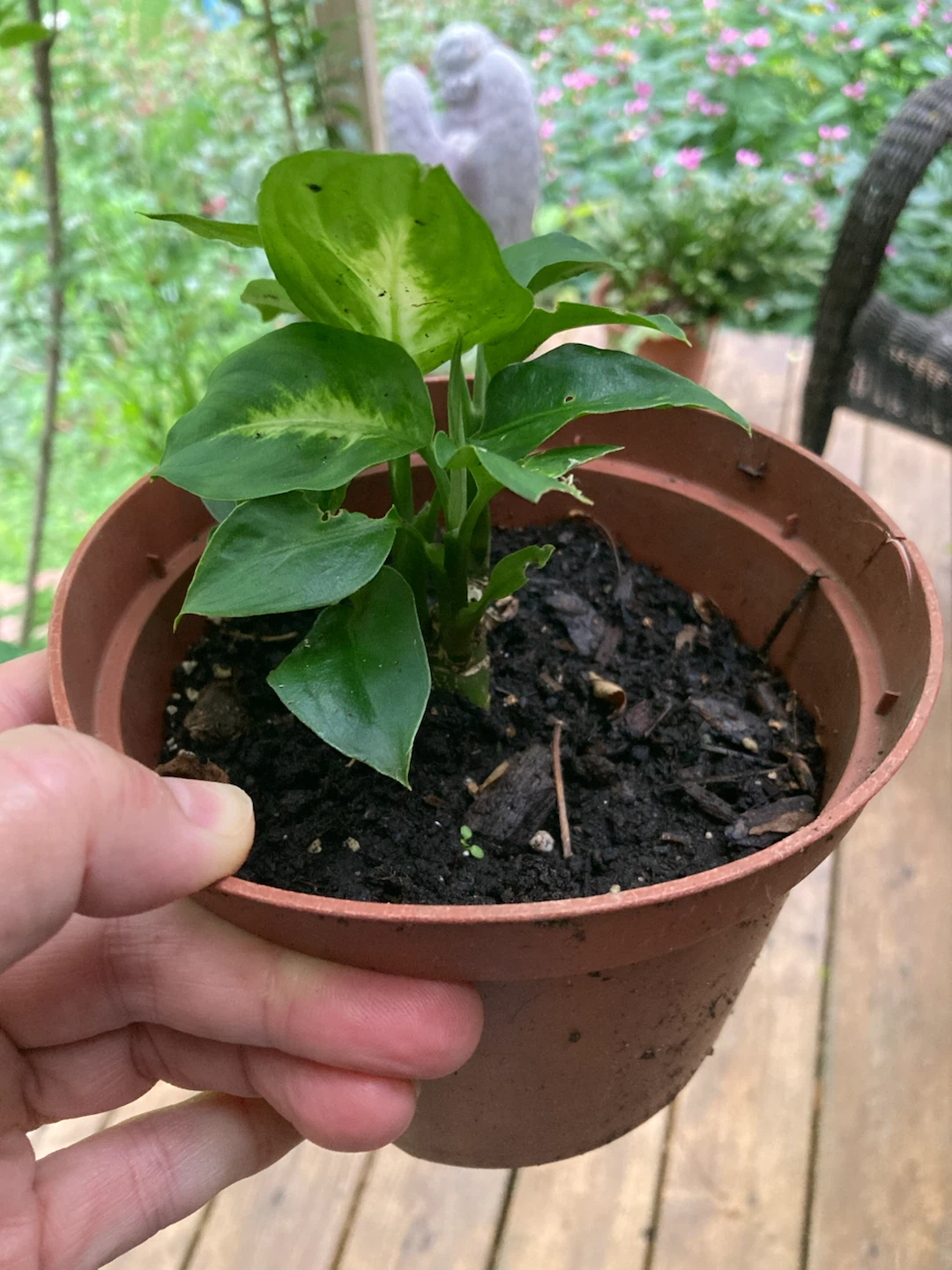 Dieffenbachia Houseplant