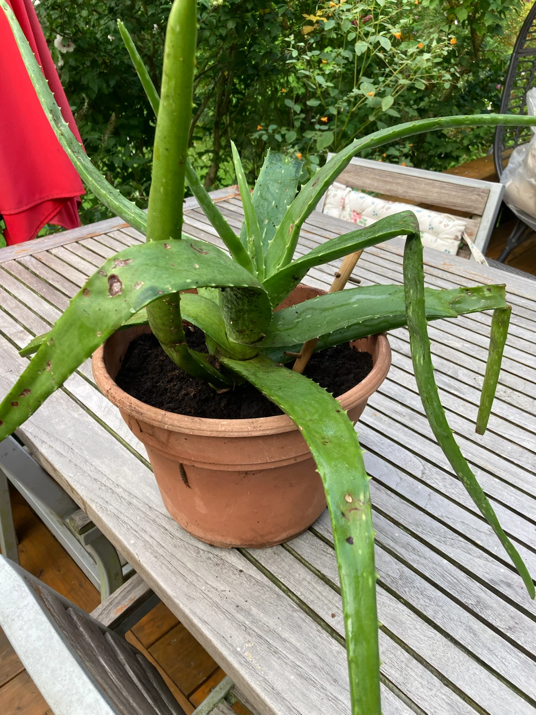 Large Aloe Vera Plant