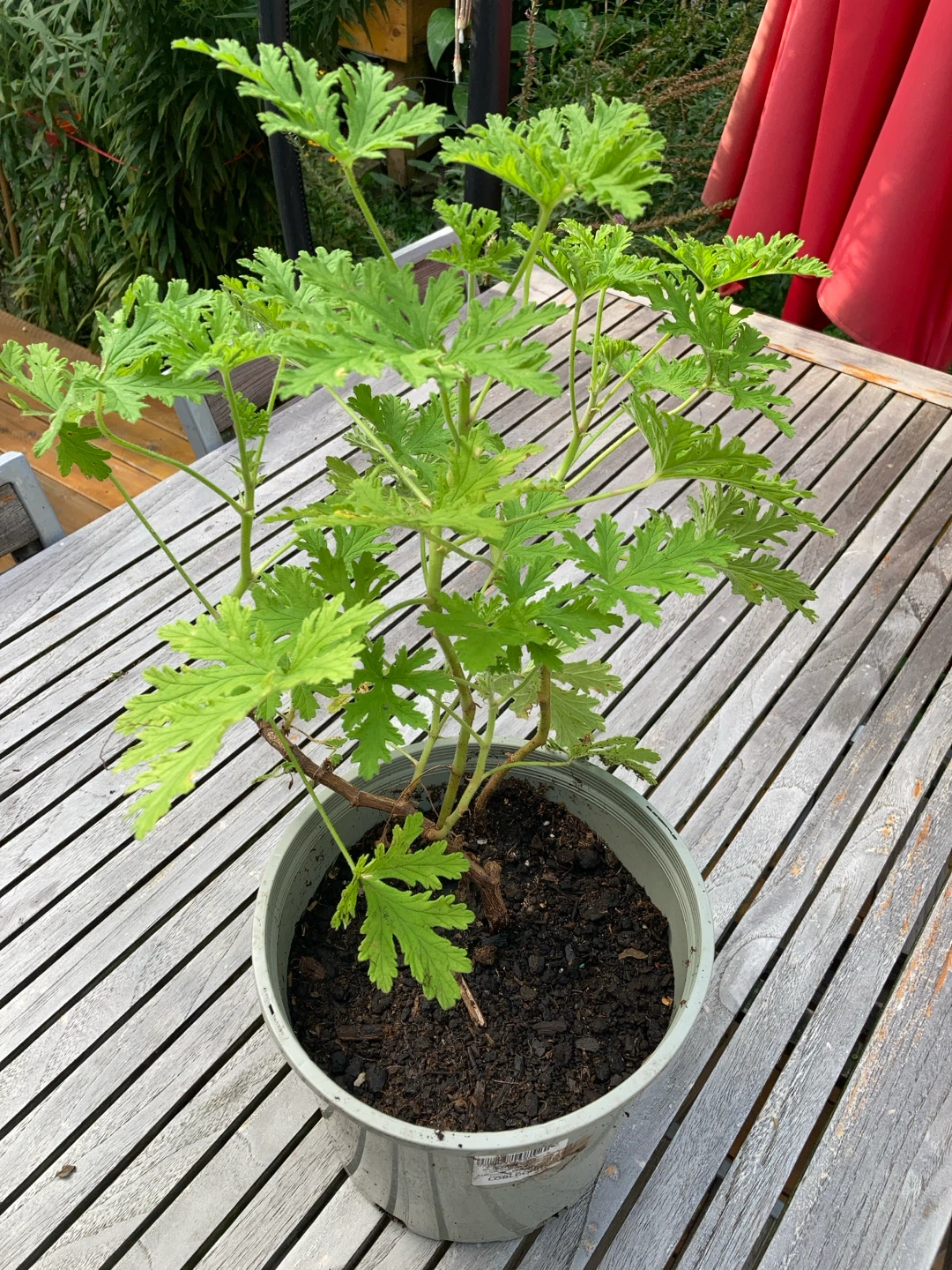 Citronella plant in grey plastic pot