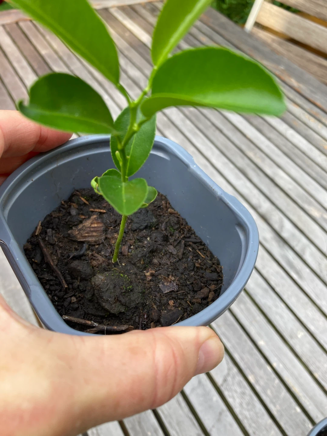 Young Lemon Tree Plant