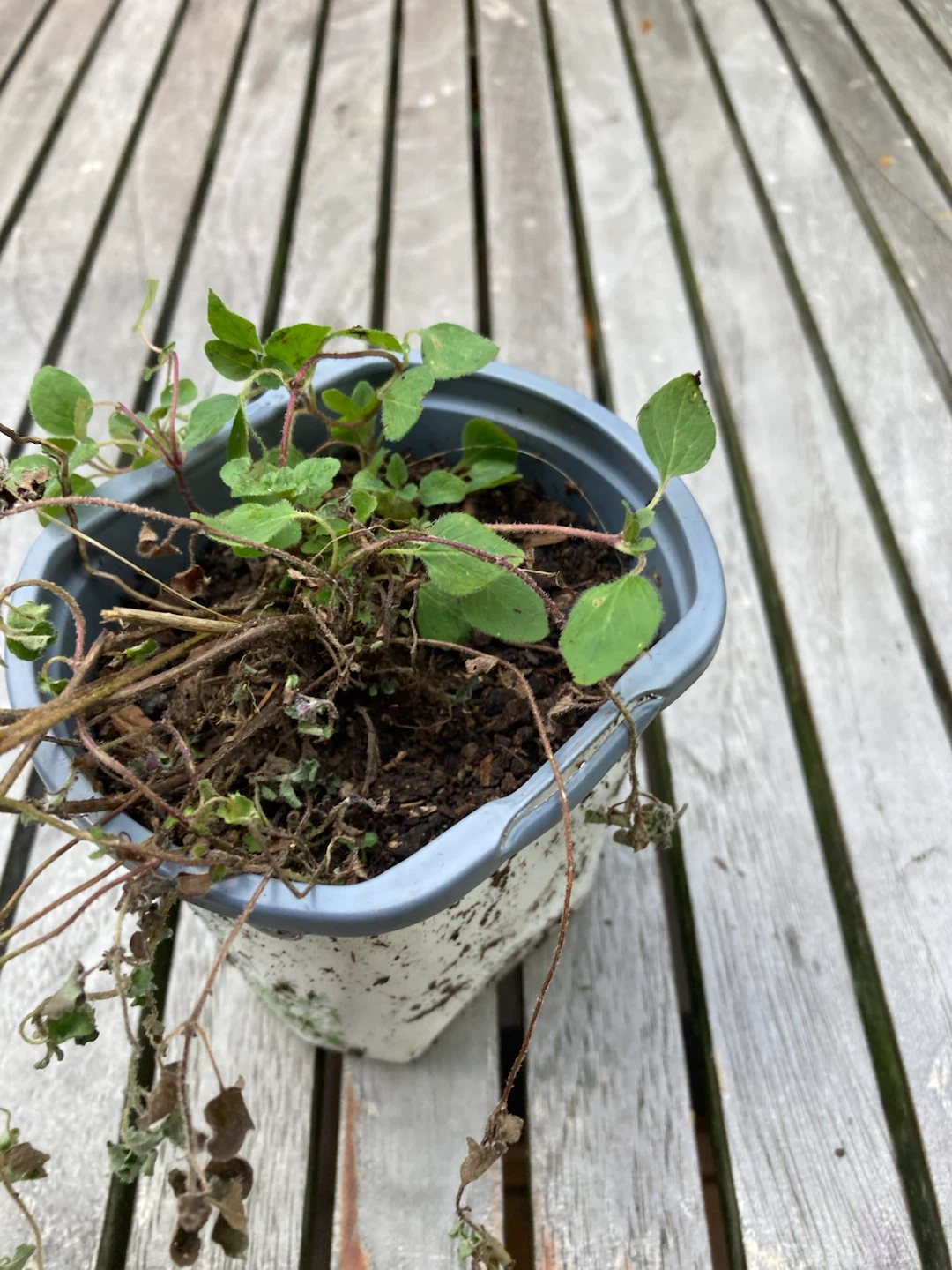 FREE Potted Oregano Herb Plant